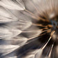 Dandelion wall art Floral wallpaper Peel and stick wallpaper Photo wallpaper Textured wallpaper Botanical removable wallpaper dark wallpaper